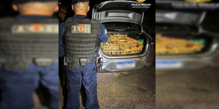 Avaliados em R$ 40 mil, 321 pássaros silvestres são apreendidos no DF