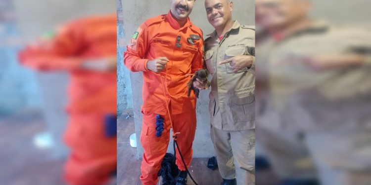 Bombeiros salvam filhote de cachorro que caiu em fossa de casa. Veja vídeo