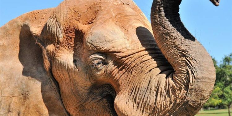 Elefante Chocolate ganha festa de aniversário com “bolo” e parabéns. Veja vídeo