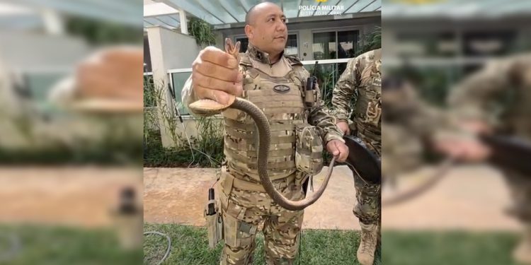 Olha a cobra! Serpente é encontrada dentro de condomínio na Asa Sul. Veja vídeo