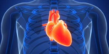 Por que o câncer de coração é tão raro? Estudo descobre explicação