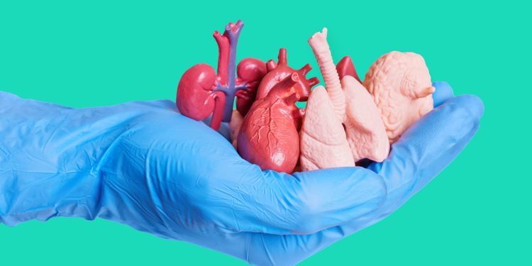 Doação de órgãos: saiba quem pode doar e como funciona o processo