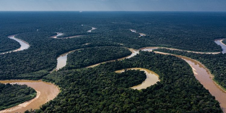 Farmácia viva: saiba como a Amazônia pode ajudar a tratar doenças