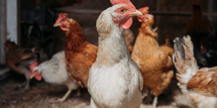 Como reabertura do Estreito de Ormuz beneficia produtores de Brasília