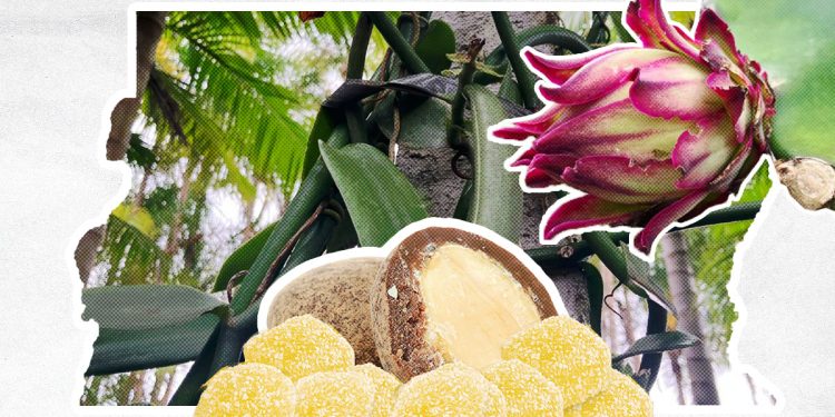 Cupuaçu, umbu e cajá: biodiversidade do país está na Feira Mesa Brasil