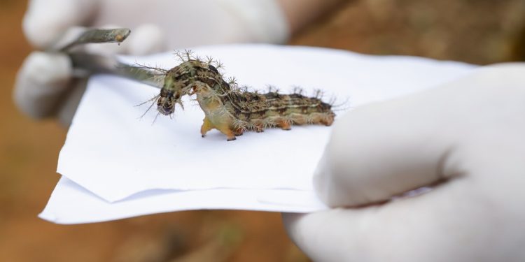 Lagartas com veneno mortal são recolhidas em área nobre do DF