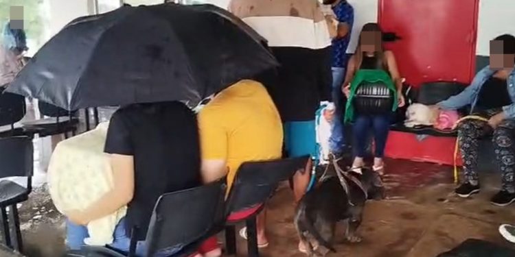 Lona furada: tutores e pets doentes tomam chuva em hospital. Veja vídeo