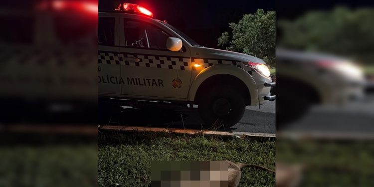 Onça-parda morta após atropelamento no DF era fêmea e ainda jovem. Veja vídeo