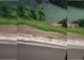 Onça é flagrada por motorista de app circulando em área nobre do DF. Veja vídeo
