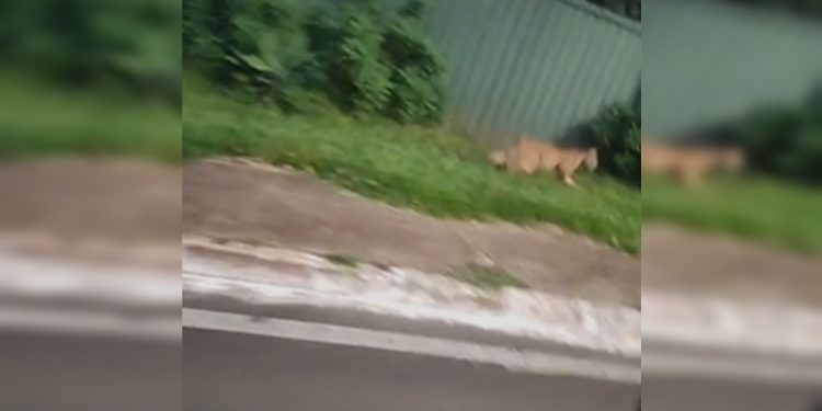 Onça é flagrada por motorista de app circulando em área nobre do DF. Veja vídeo