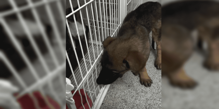 Veja como está a recuperação do filhote resgatado de concreto no DF. Vídeo