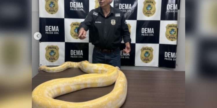 Píton amarela, de 4,8 metros, é apreendida pela Polícia Civil