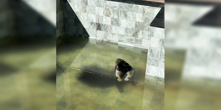 Tamanduá é achado em piscina de bolinhas de condomínio no DF. Veja vídeo