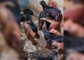 PCDF resgata 23 cães vítimas de maus-tratos em imóvel no DF. Veja vídeo