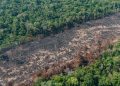 No “Dia do Agro”, setor passa boiada, dificulta fiscalização ambiental e diminui proteção