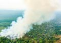 Cientistas entendem melhor como Amazônia atinge ponto de não retorno, e quadro preocupa