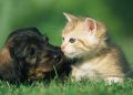 Pets fazem tão bem à saúde quanto amigos e família, aponta estudo