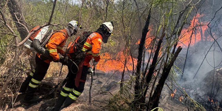GDF autoriza seleção para contratar 150 brigadistas florestais