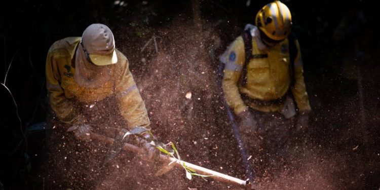 Queima prescrita no Parque Nacional de Brasília: CBMDF alerta sobre fumaça