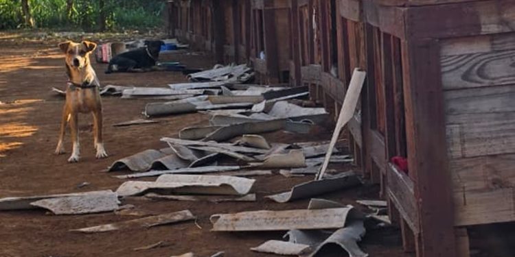 “Destruíram nosso cãodomínio”: abrigo com 60 cães é destruído no DF. Veja vídeo