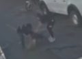 American Bully foge de casa e mata vira-lata em ataque brutal no Guará. Veja vídeo