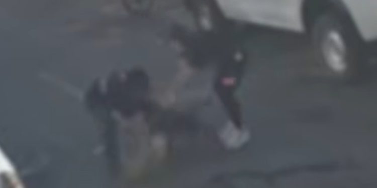 American Bully foge de casa e mata vira-lata em ataque brutal no Guará. Veja vídeo