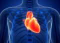 Terapia para doenças da aorta avança, mas detecção tardia é desafio
