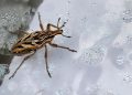 Doença de Chagas: aprenda a reconhecer o barbeiro e como se proteger