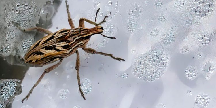 Doença de Chagas: aprenda a reconhecer o barbeiro e como se proteger