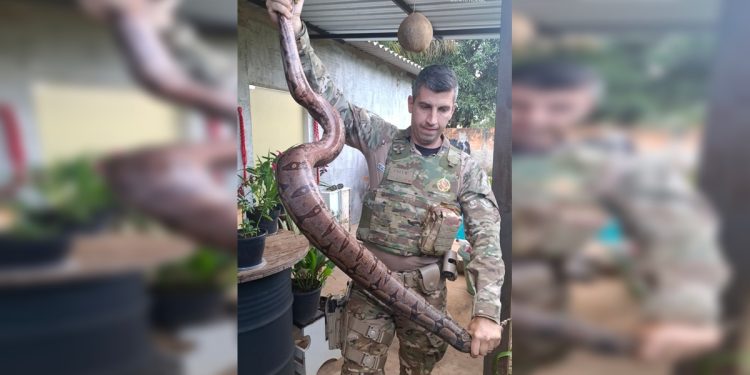 Jiboia com mais de dois metros é encontrada em casa no DF