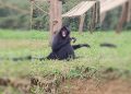 Um novo lar para Juninho: macaco-aranha chega ao Zoo de Brasília