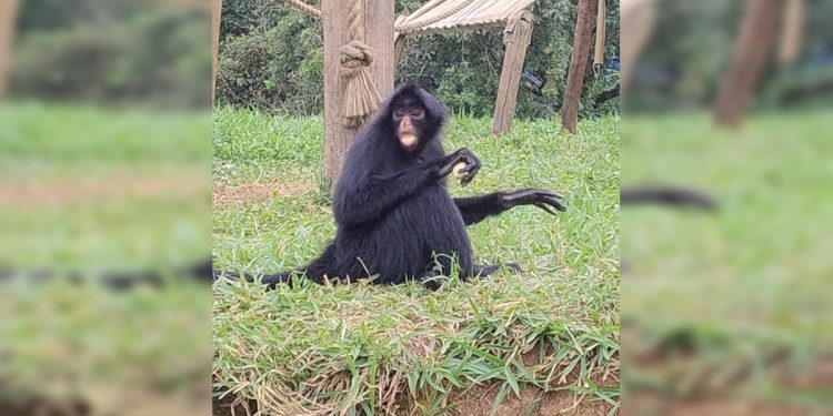 Um novo lar para Juninho: macaco-aranha chega ao Zoo de Brasília