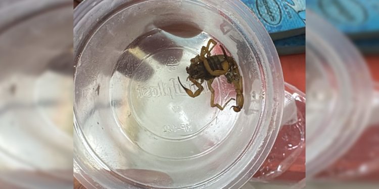 Criança é internada às pressas após ser picada por escorpião no Guará