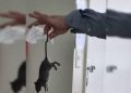 Moradores denunciam invasão de ratos em apartamentos da Asa Sul