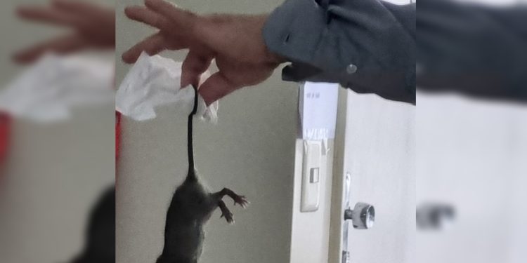 Moradores denunciam invasão de ratos em apartamentos da Asa Sul