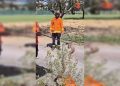 Bombeiros resgatam jiboia em área residencial de bairro nobre do DF. Veja vídeo