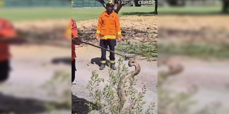 Bombeiros resgatam jiboia em área residencial de bairro nobre do DF. Veja vídeo