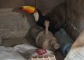 Tucano é resgatado com asa quebrada em chácara na DF-150. Veja vídeo