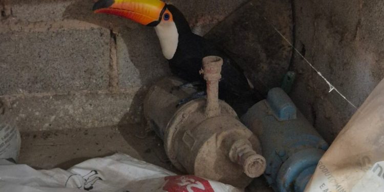 Tucano é resgatado com asa quebrada em chácara na DF-150. Veja vídeo