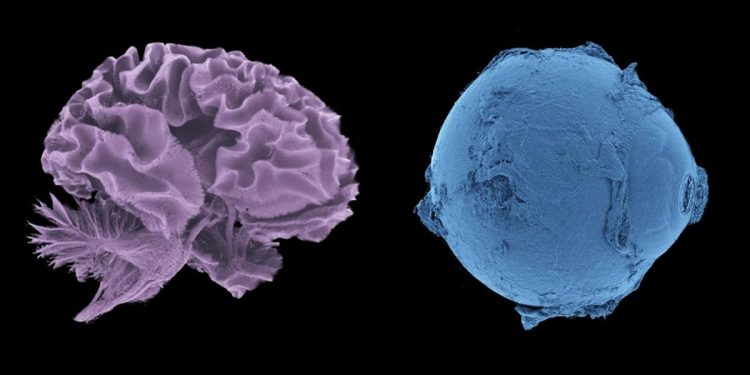 Cientistas criam atlas do corpo humano com resolução inédita