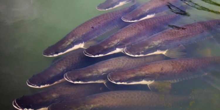 Pirarucu: peixe exótico no DF pode chegar a 2 metros e colocar 180 mil ovos