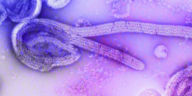 Surto de Ebola no Congo chega a 80 mortes, diz governo