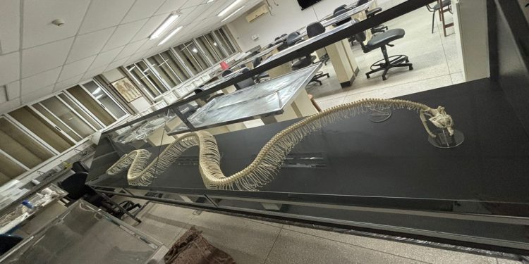 Museu de Biologia da UnB inaugura exposição sobre serpentes