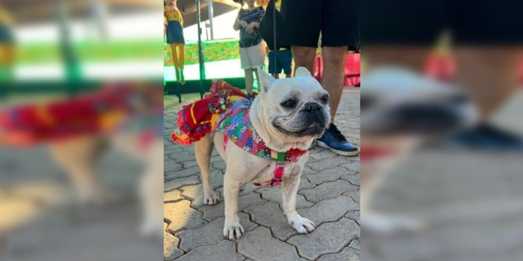 Arraiá solidário arrecada recursos para projetos voltados à proteção animal