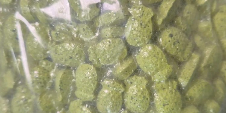 Comissionada da SSP-DF é presa por traficar ecstasy em forma de abacaxi