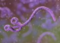 Ebola já soma 263 casos confirmados e 43 mortes, alerta União Africana