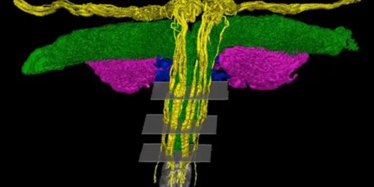 Pesquisa em modelo 3D revela a complexa rede de nervos do clitóris