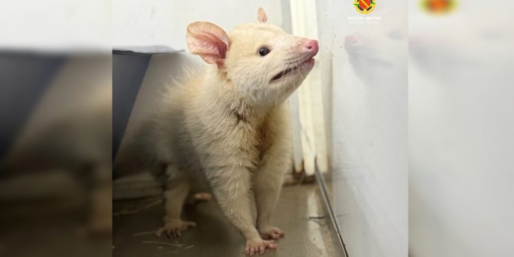 Raro, Saruê albino é resgatado dando rolê em shopping no DF