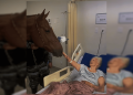 Cavalo da PMGO visita hospital e ajuda na recuperação de pacientes