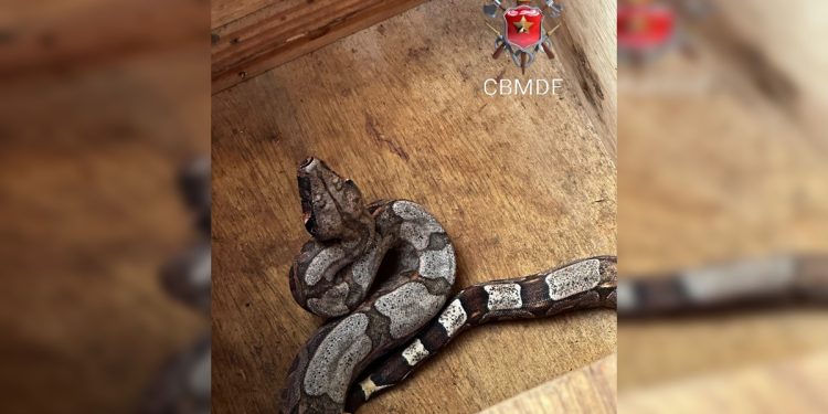 Jiboia é resgatada perto de escola pública no DF